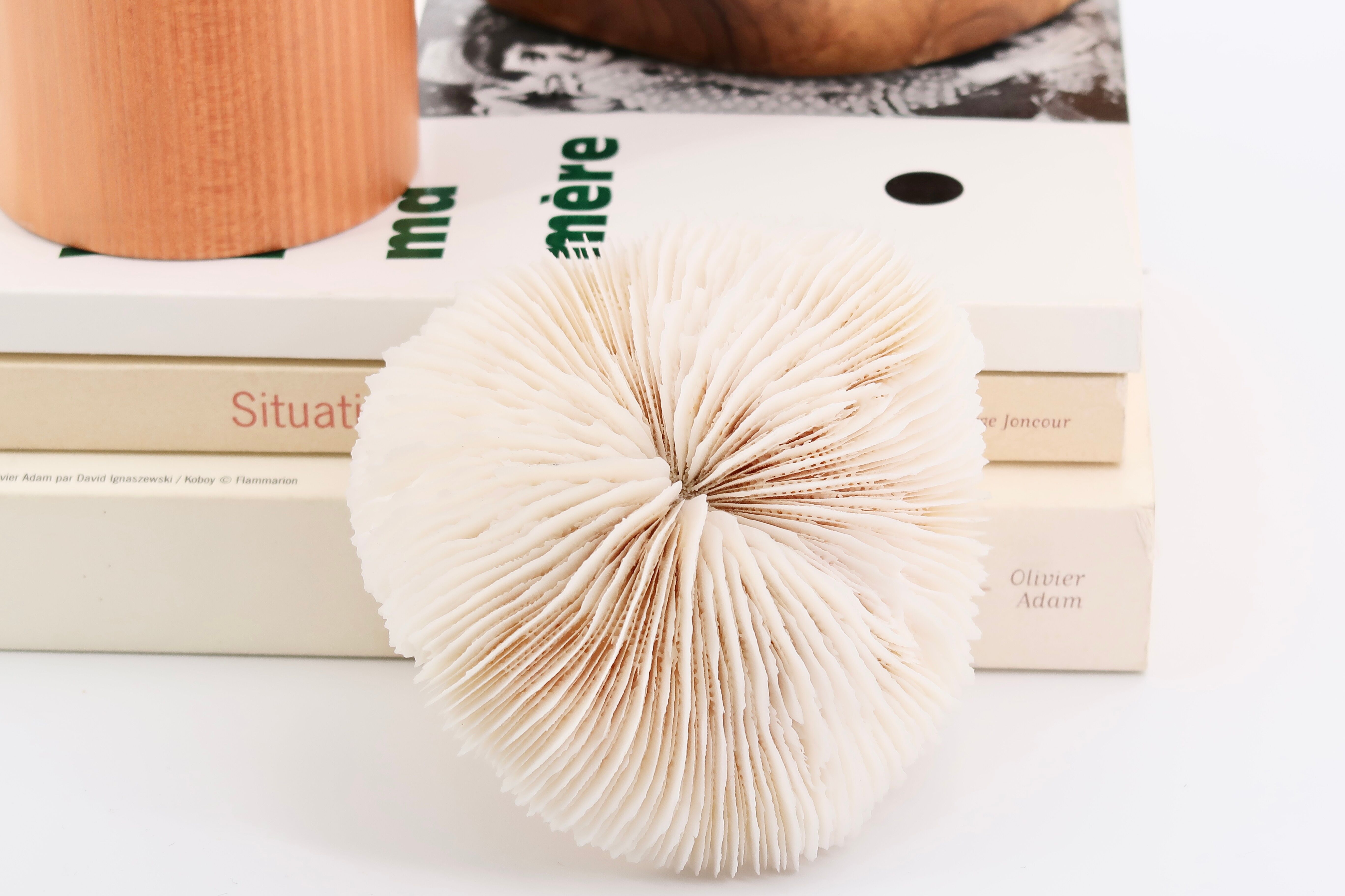 Corail blanc naturel, années 70
