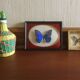 Frame butterfly urania