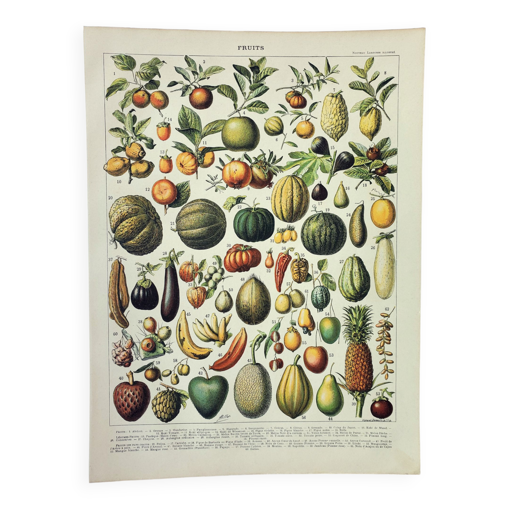 Gravure • Fruits exotiques, variétés • Affiche originale et vintage de 1898