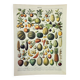 Gravure • Fruits exotiques, variétés • Affiche originale et vintage de 1898