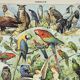 Old engraving 1898, Birds 1: species, raptors • Original and vintage lithograph