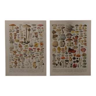 Lithographies originales sur les champignons