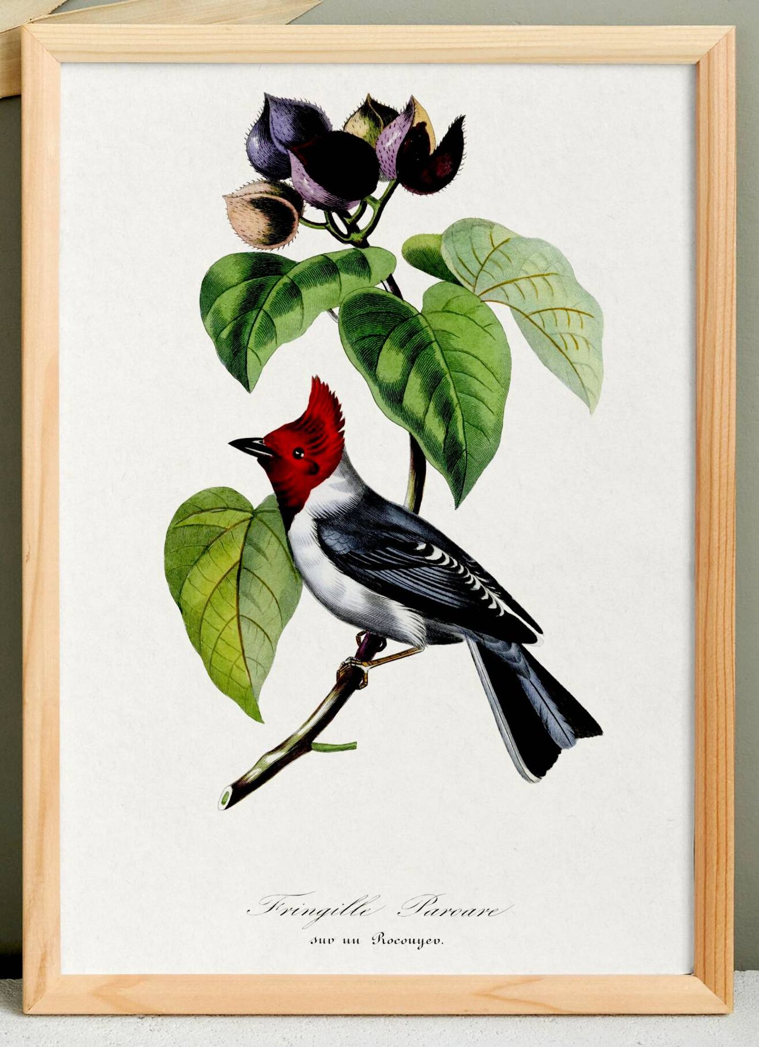 Poster for "the fringille pavane", based on an old engraving from 1842.