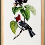 Poster for "the fringille pavane", based on an old engraving from 1842.