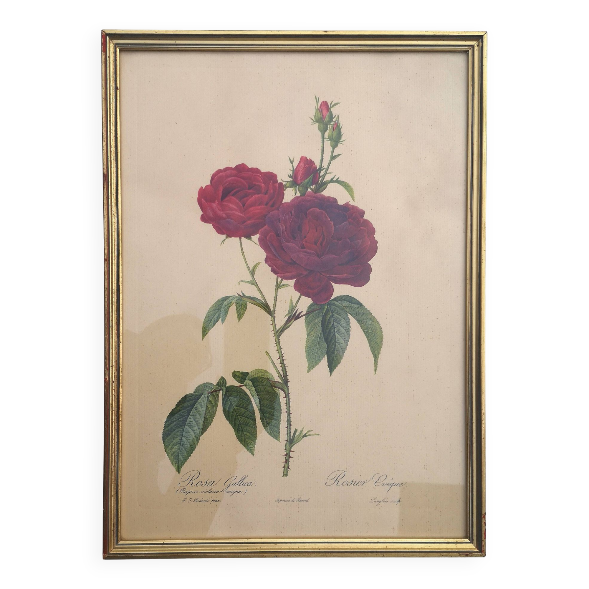 Framed lithograph by Pierre-Joseph Redouté