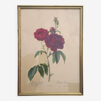 Framed lithograph by Pierre-Joseph Redouté