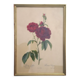Framed lithograph by Pierre-Joseph Redouté