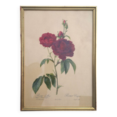 Framed lithograph by Pierre-Joseph Redouté