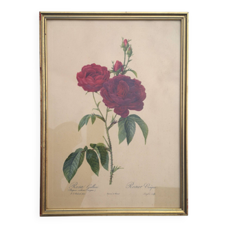 Framed lithograph by Pierre-Joseph Redouté