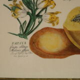 Pair of botanical boards collection metadier