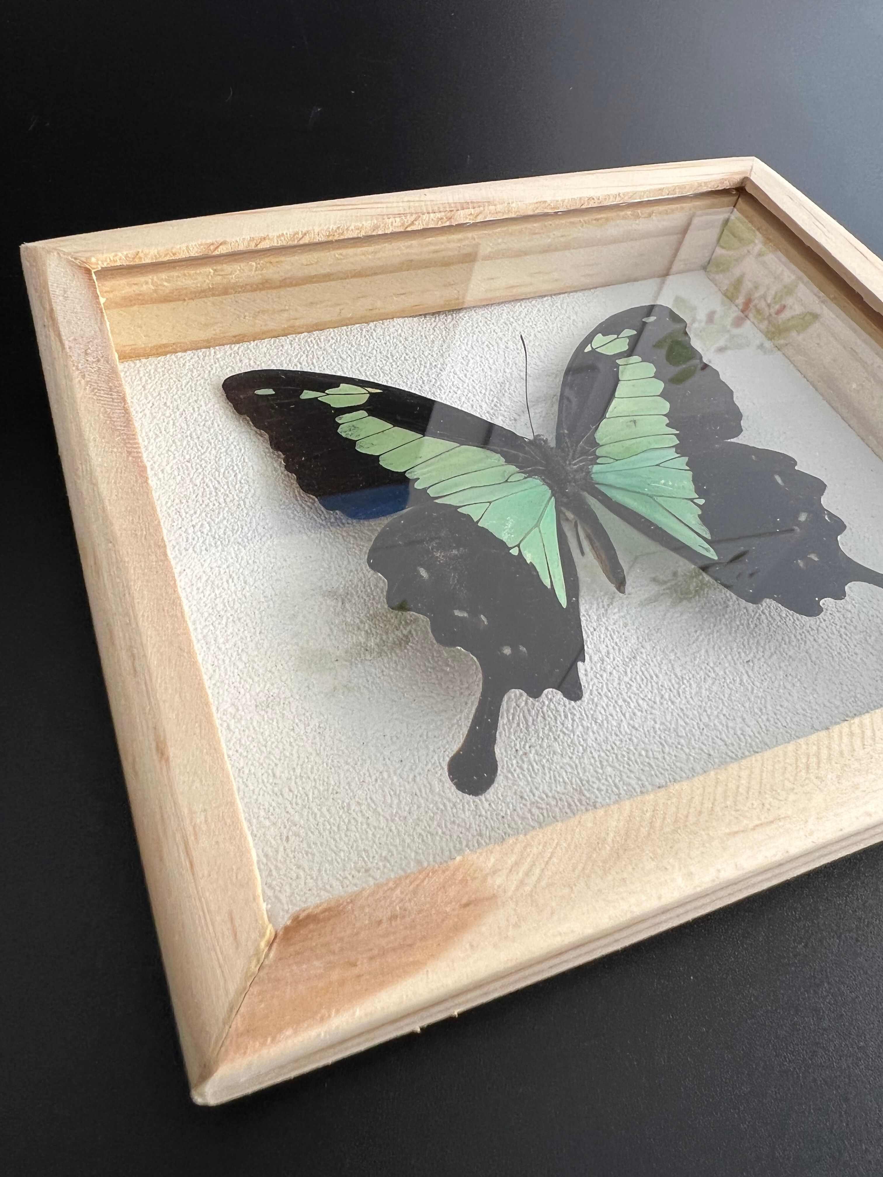 Naturalized butterfly taxidermy frame