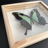 Naturalized butterfly taxidermy frame