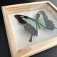Naturalized butterfly taxidermy frame