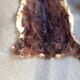 Goat skin