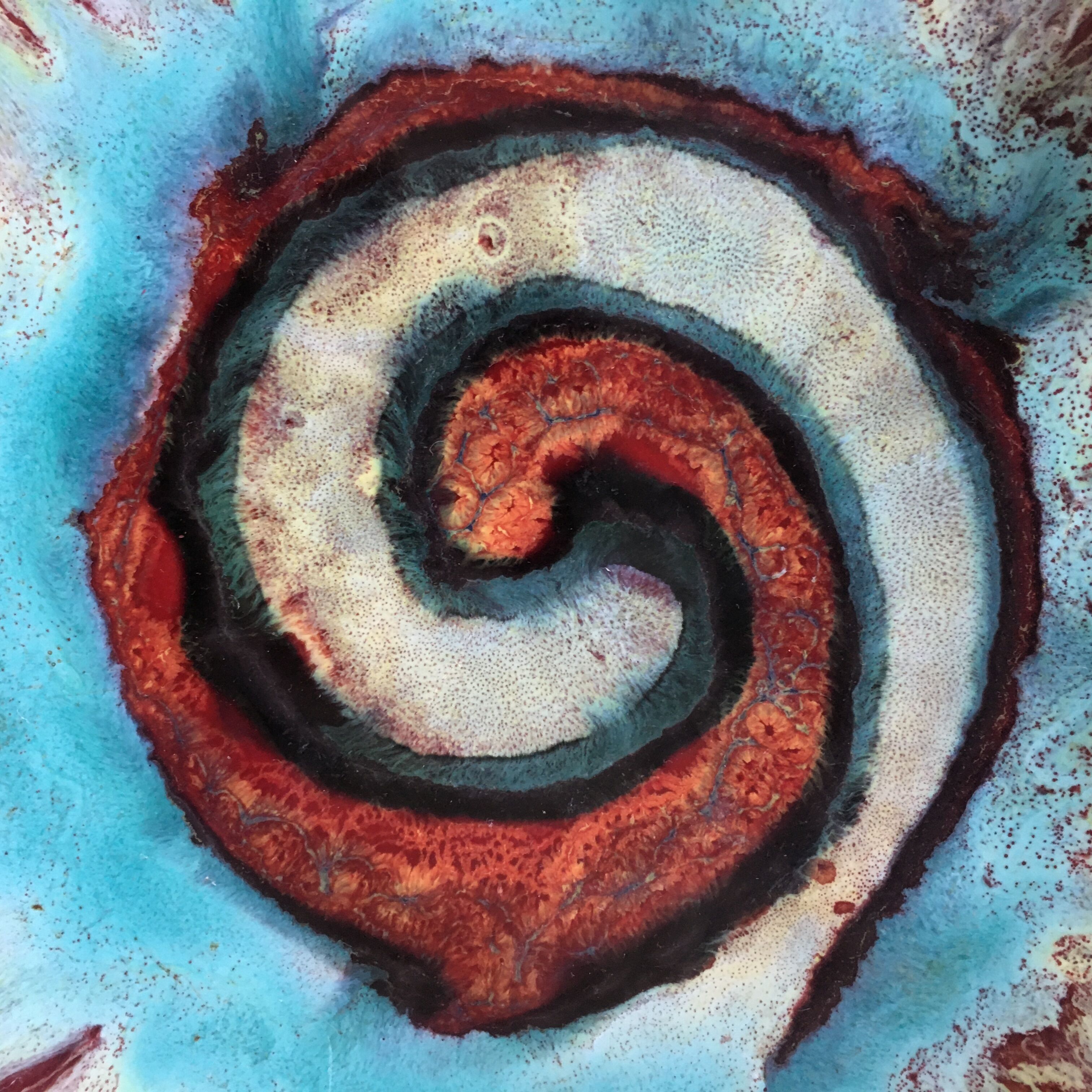 Shallow corolla dish signed