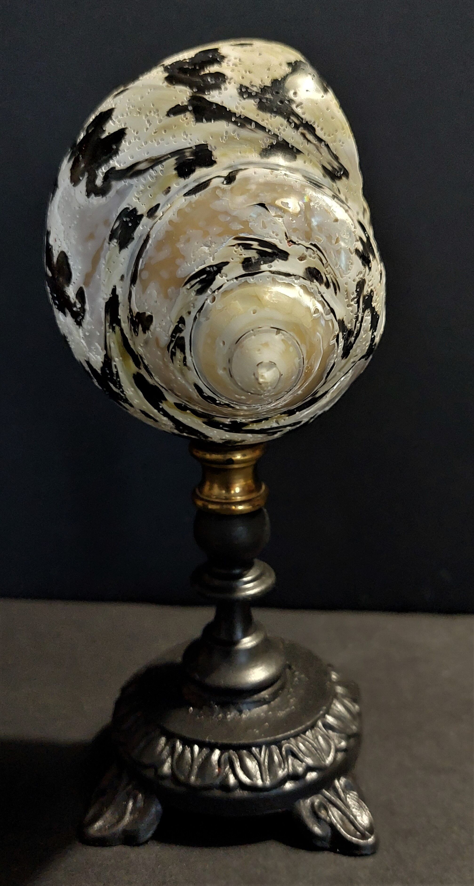 Cabinet of Curiosities cittarium pica shell on base