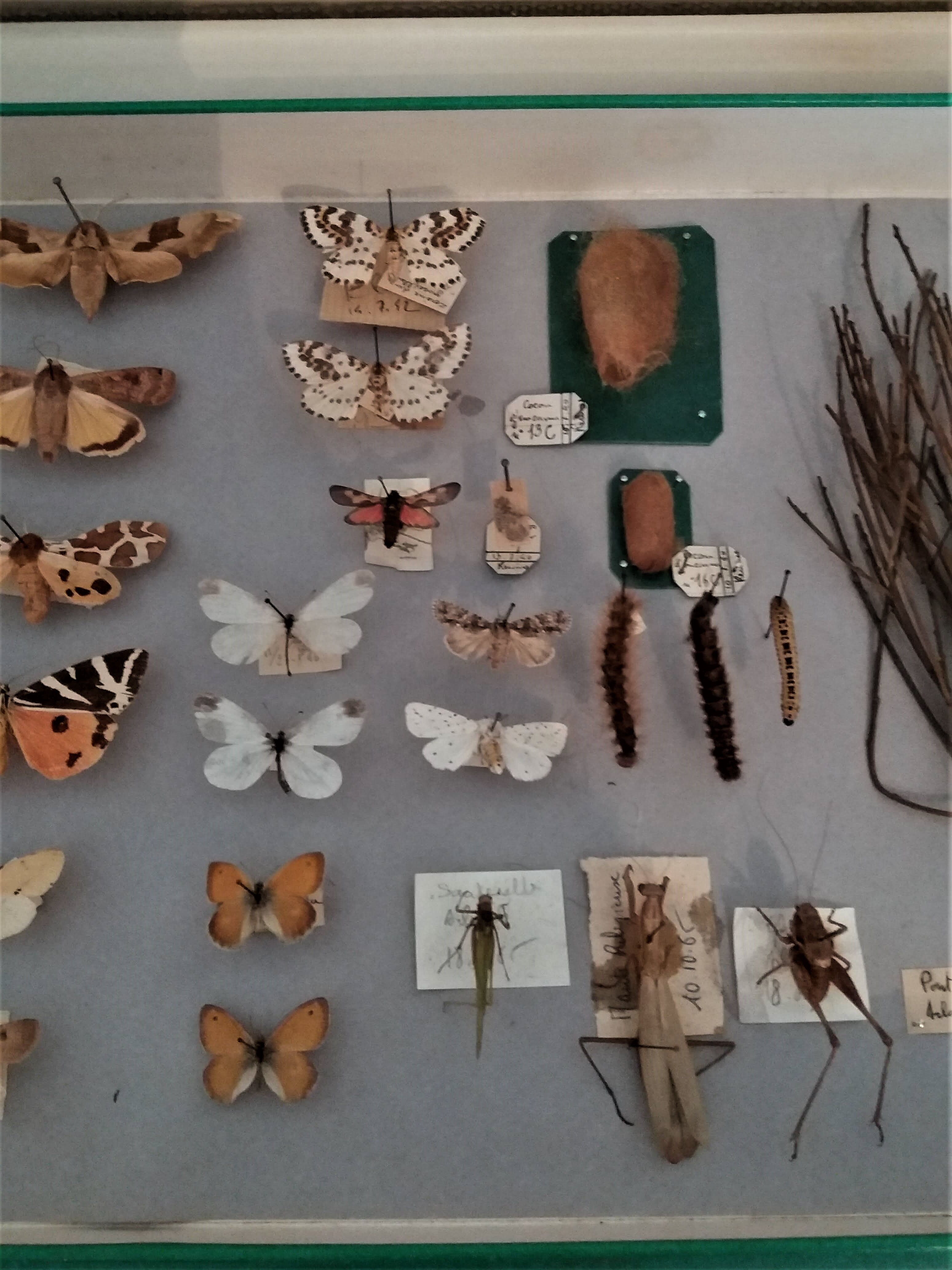 Entomology entomological box with butterflies Nérée Boubée Paris
