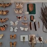 Entomology entomological box with butterflies Nérée Boubée Paris