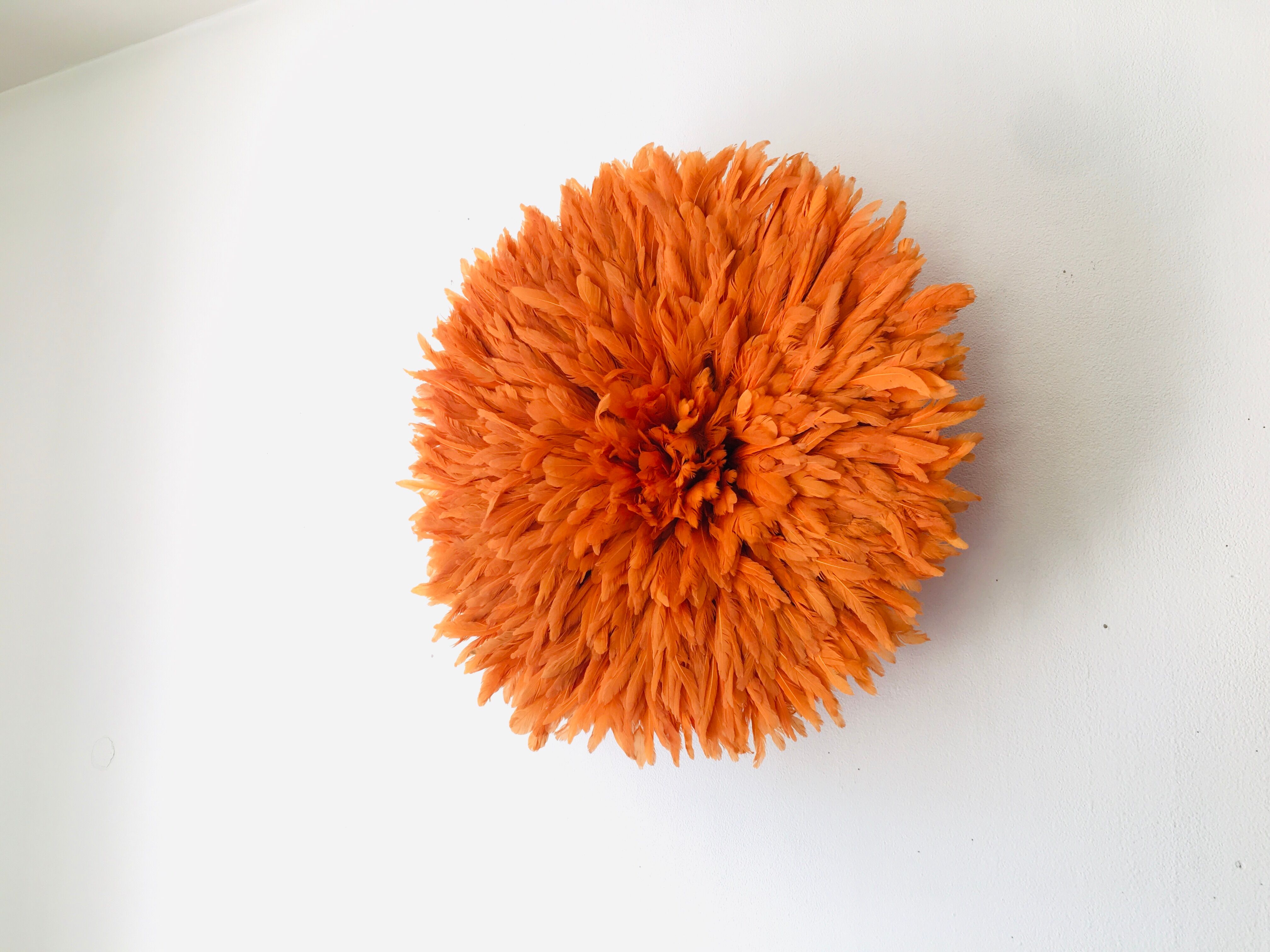 Jujuhat orange 50 cm