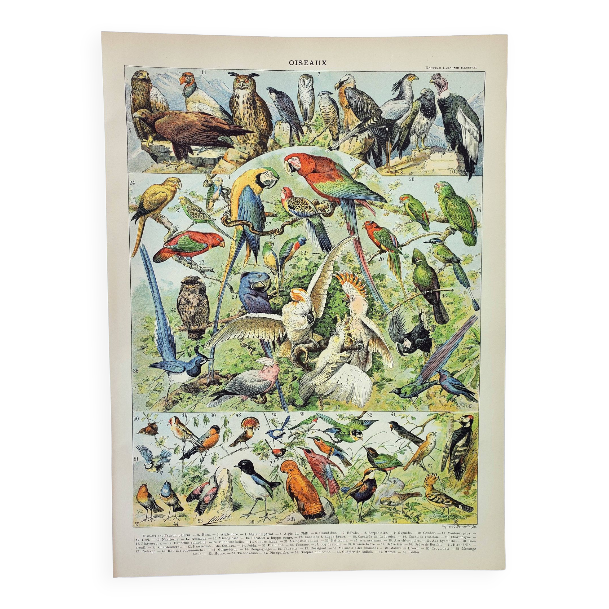 Old engraving 1898, Birds 1: species, raptors • Original and vintage lithograph