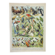 Old engraving 1898, Birds 1: species, raptors • Original and vintage lithograph