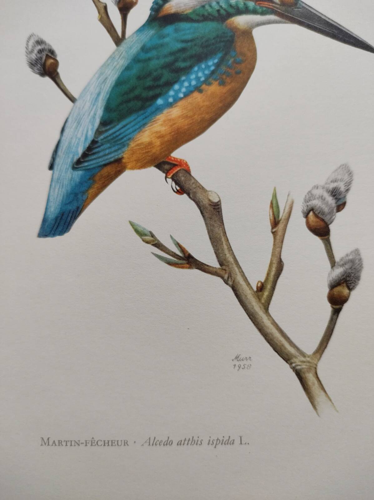 Bird board 60s - Kingfisher - Vintage zoological and ornithological illustration
