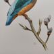 Bird board 60s - Kingfisher - Vintage zoological and ornithological illustration