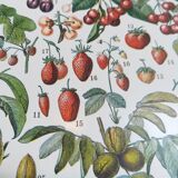Lithograph on fruits from 1928