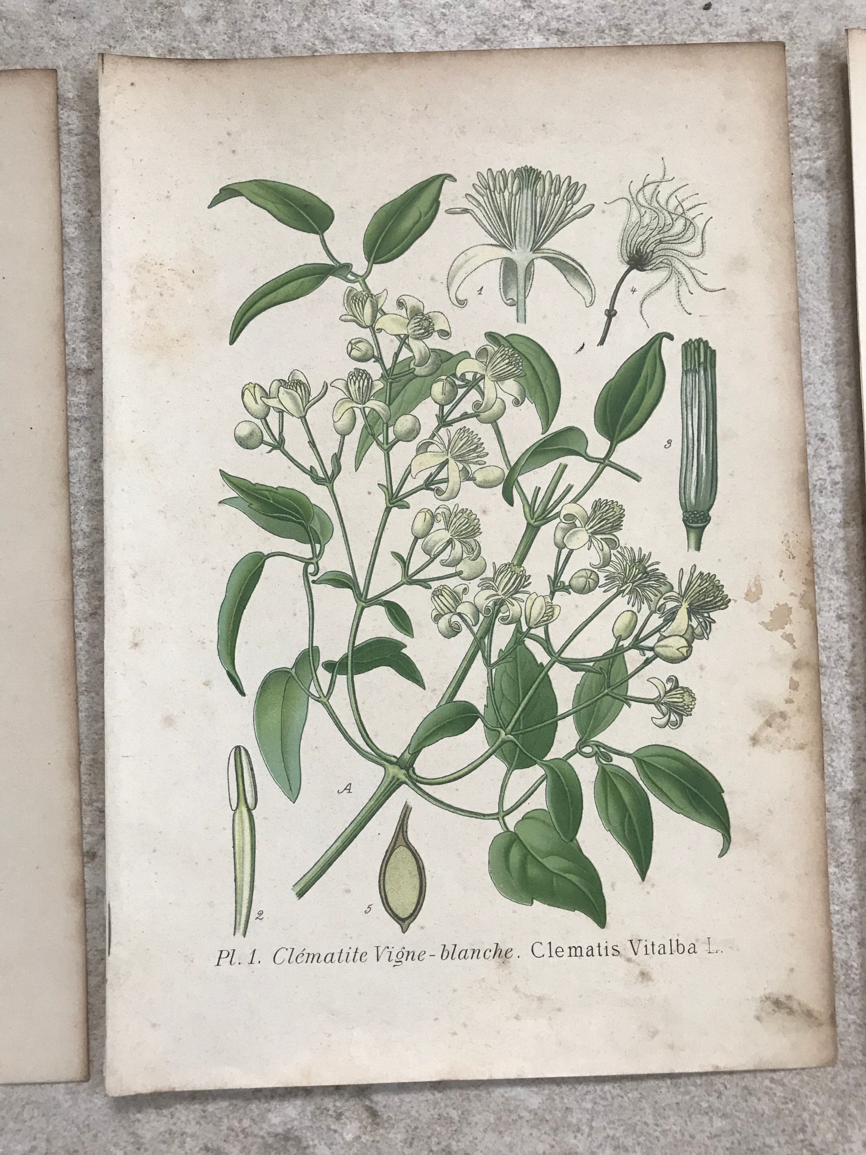 Botanical boards of white flowers 19th