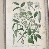 Botanical boards of white flowers 19th