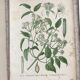 Botanical boards of white flowers 19th