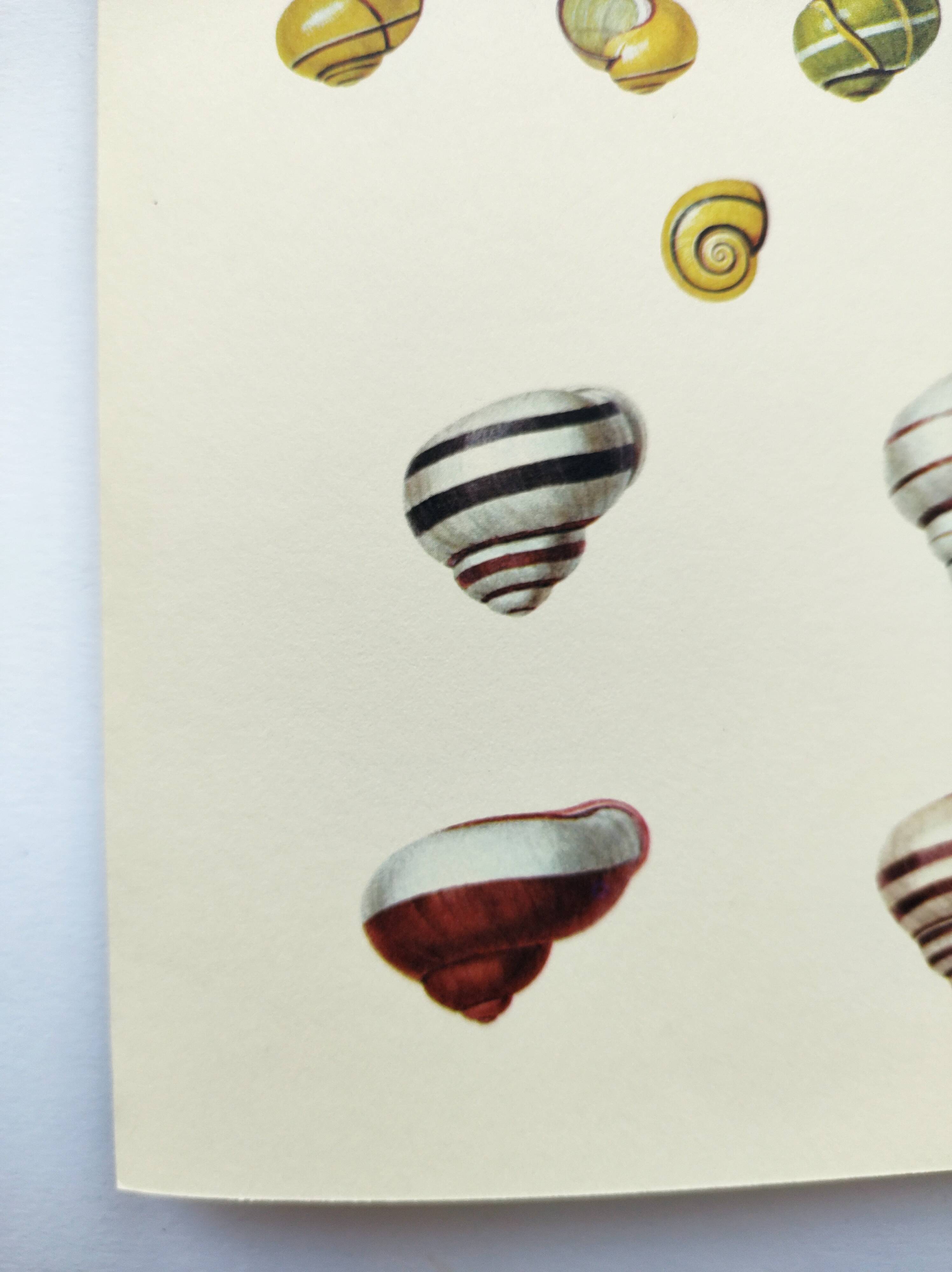 Old board - Snail Shell - Vintage illustration from 1970