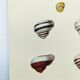 Old board - Snail Shell - Vintage illustration from 1970