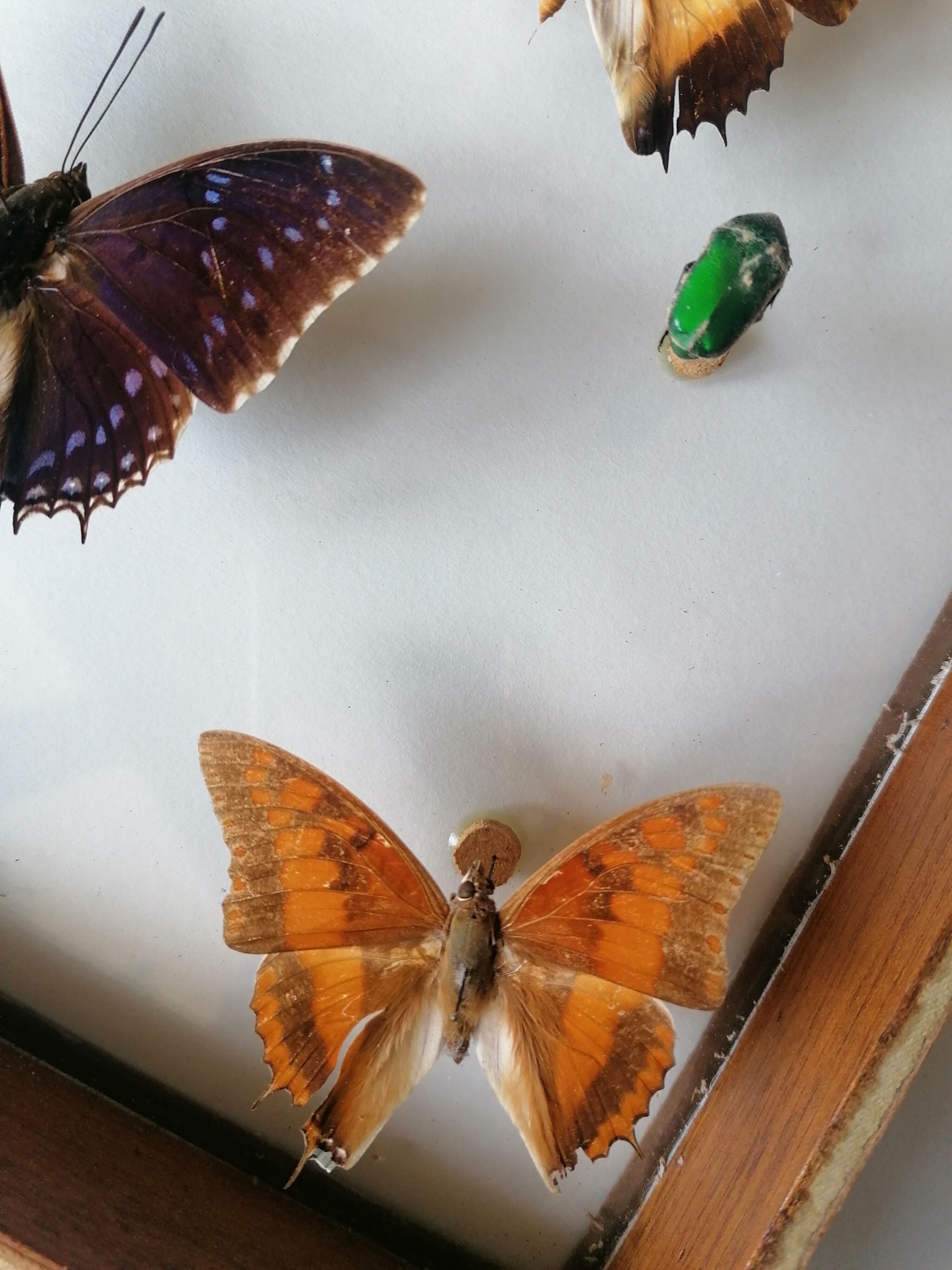 Cadre papillons taxidermie Kenya