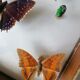 Cadre papillons taxidermie Kenya