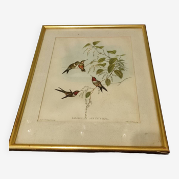 Old framed bird engraving