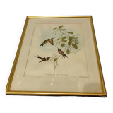 Gravure oiseau ancienne encadrée