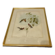 Gravure oiseau ancienne encadrée