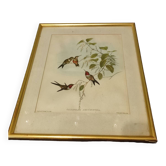 Gravure oiseau ancienne encadrée