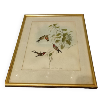 Gravure oiseau ancienne encadrée