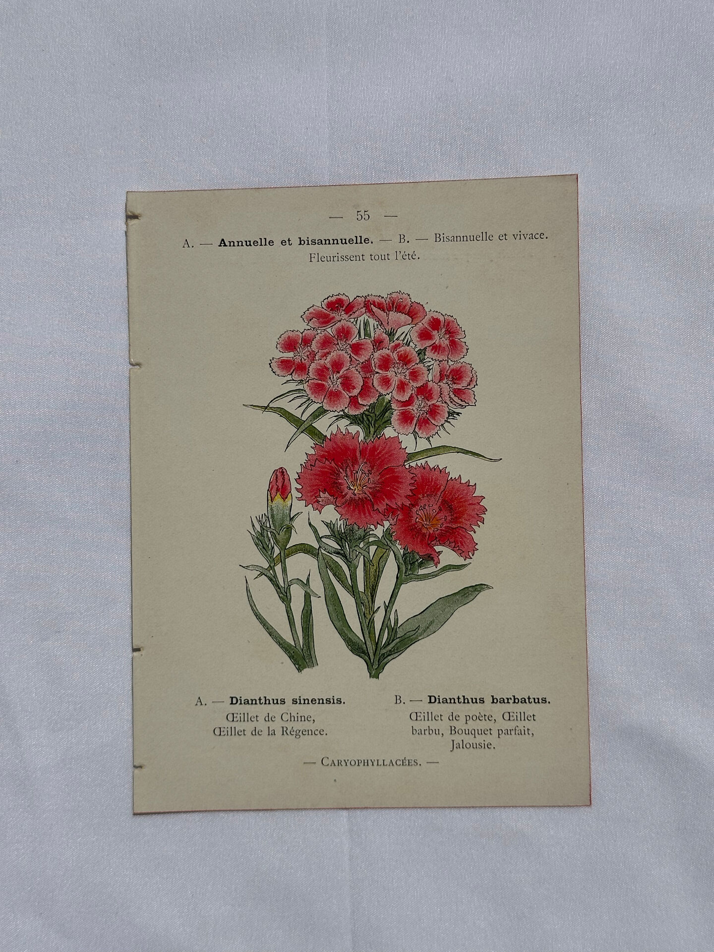 Planche botanique Gravure Fleur Plante 19eme double face colorée