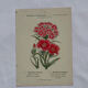 Planche botanique Gravure Fleur Plante 19eme double face colorée
