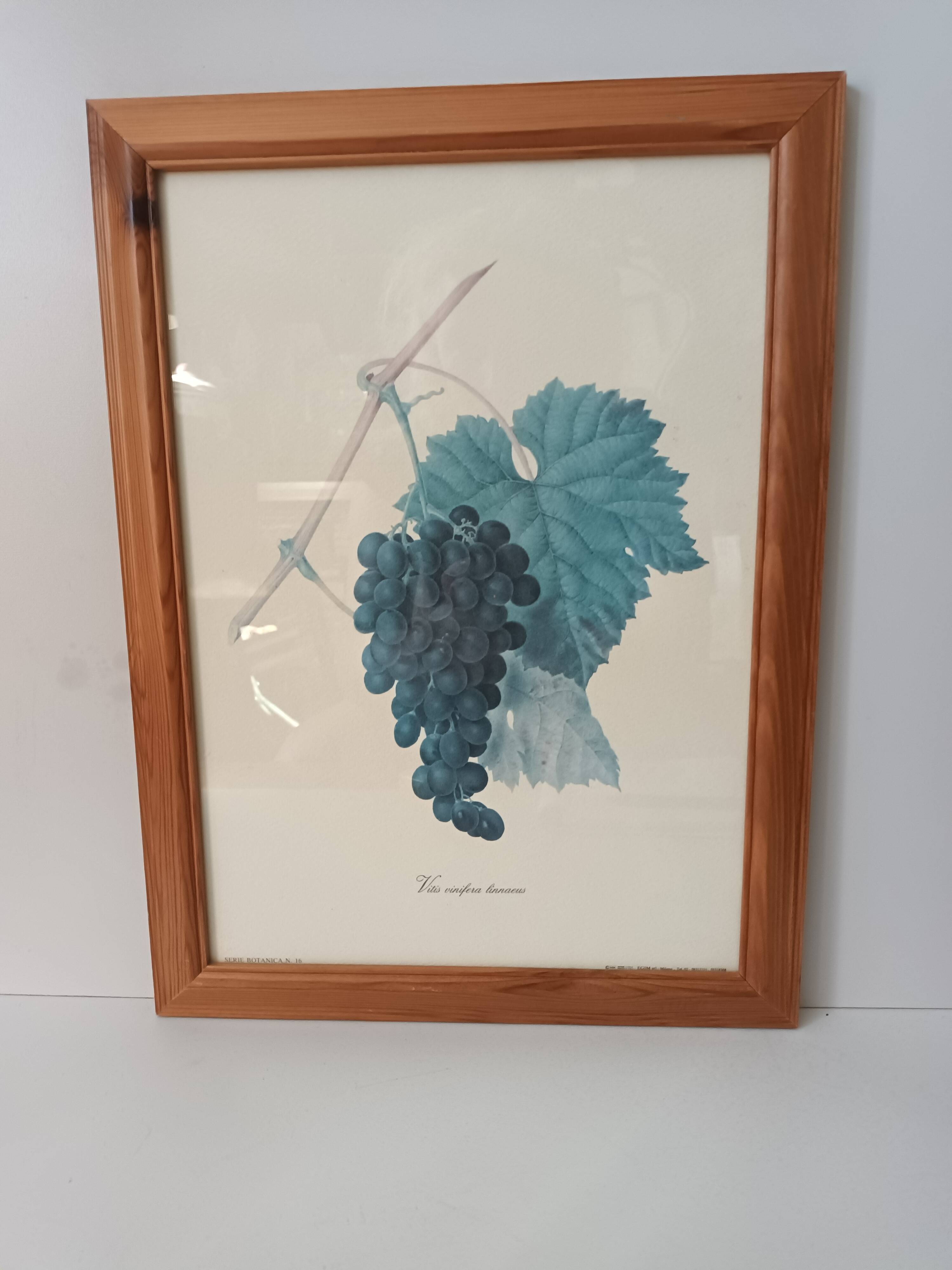 Botanical lithographs bunch of grapes