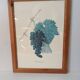 Botanical lithographs bunch of grapes