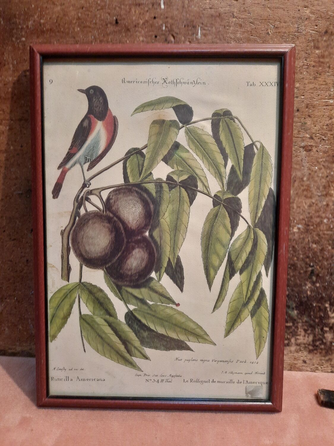 Botanical plate