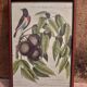 Botanical plate