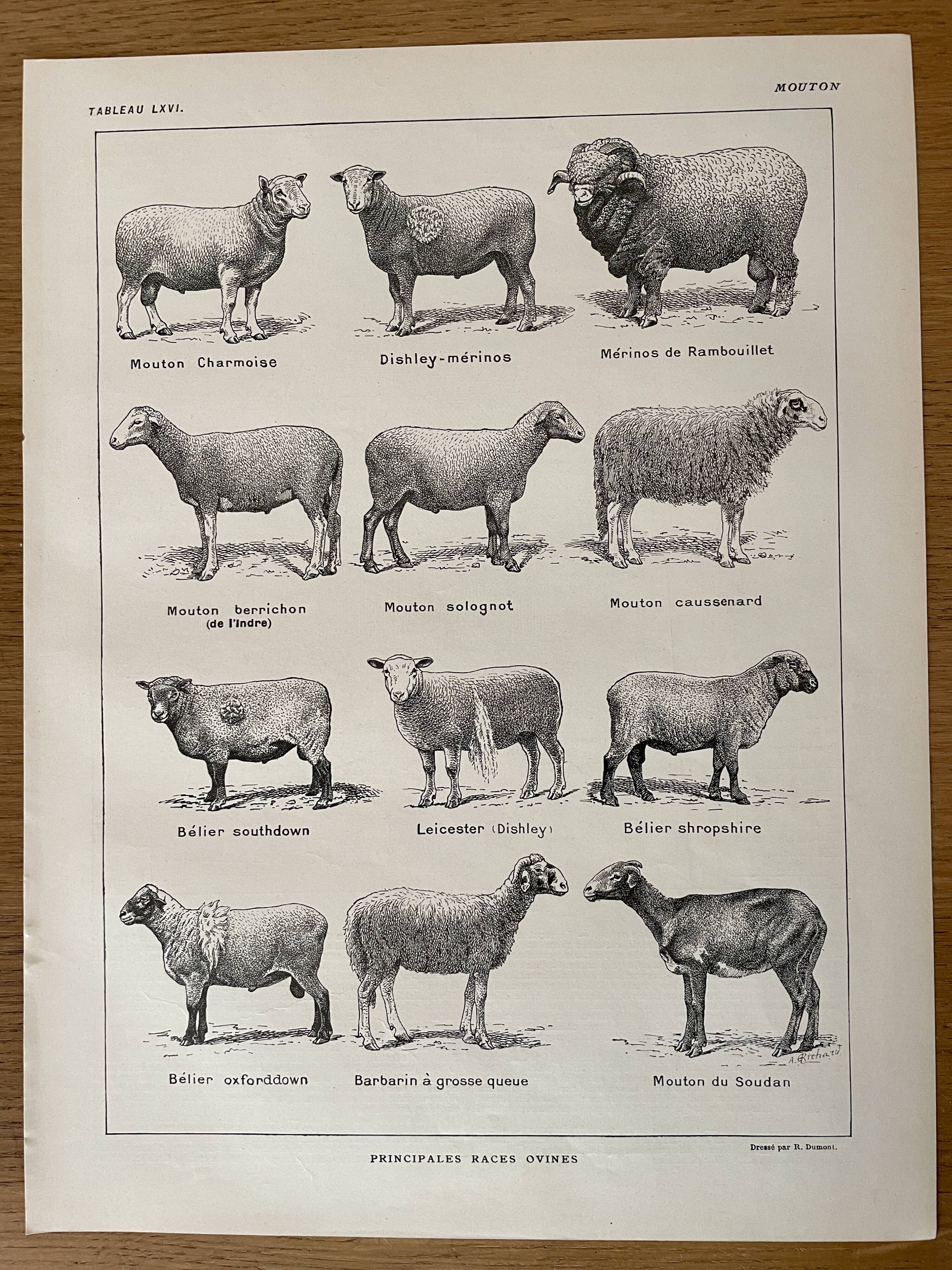 Lithograph on sheep - 1920