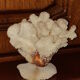 Bouquet buisson de corail blanc naturel