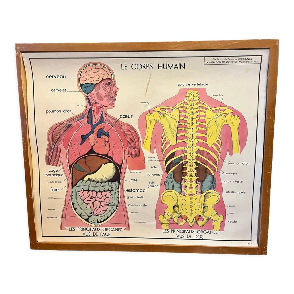Affiche corps humain le corps humain et l’appareil digestif - rossignol