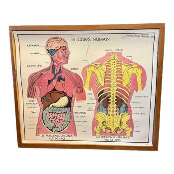 Affiche corps humain le corps humain et l’appareil digestif  - rossignol